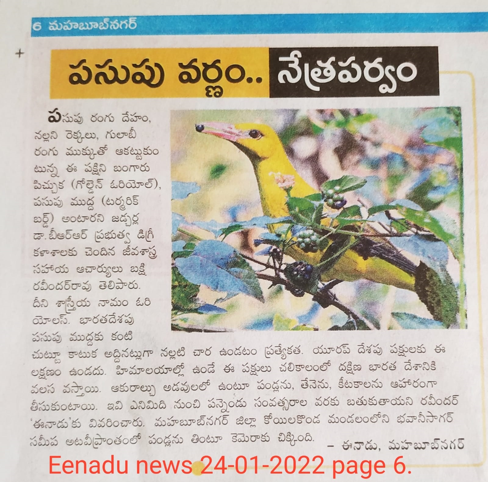 Press Clip on Birds By B.Ravindar Rao Sir